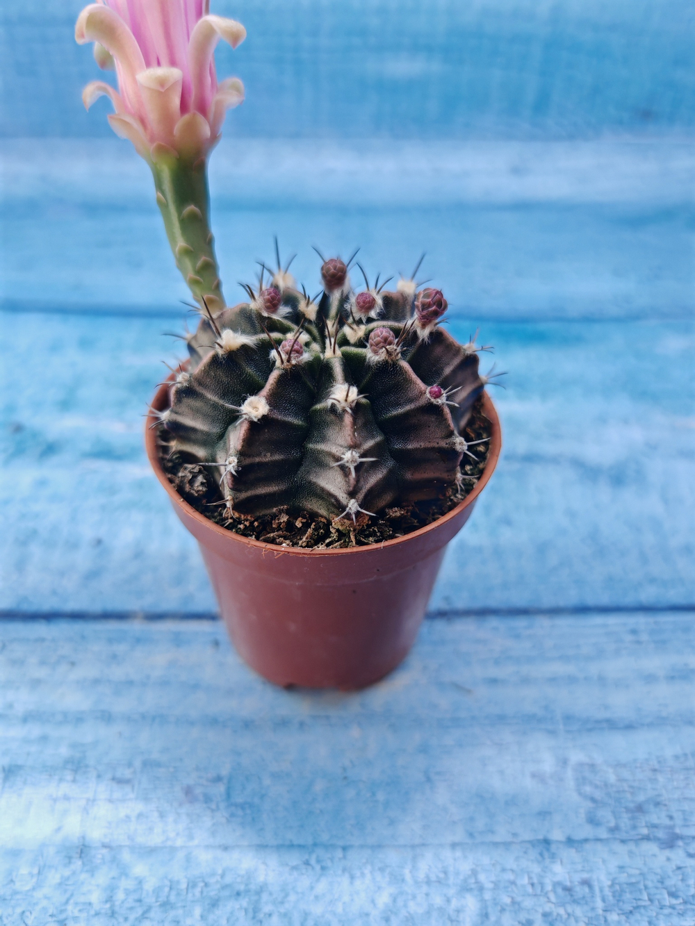 Gymnocalycium Friedrichii (Гимнокалициум)