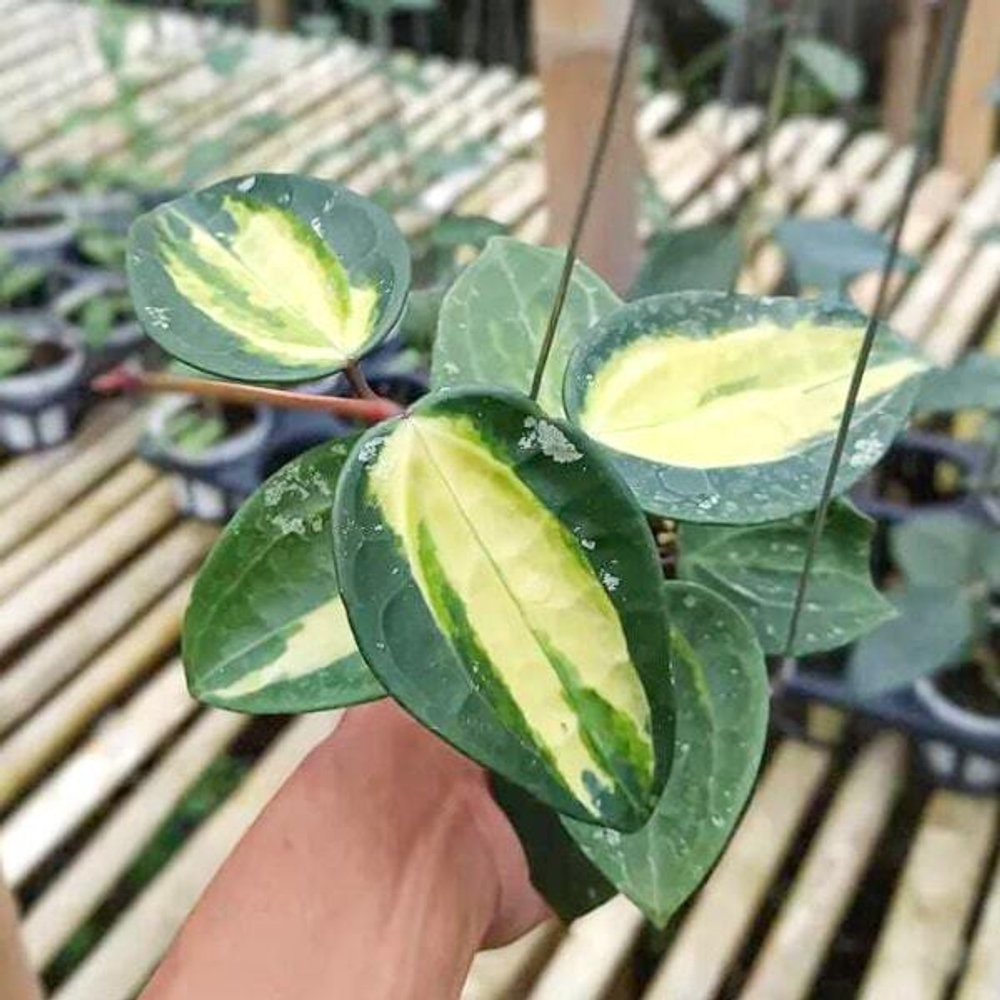 Хойя LATIFOLIA INNER VAR FN15