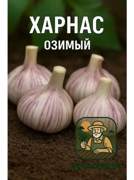 Чеснок посадочный озимый Харнас