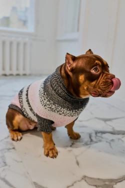 Для собачки