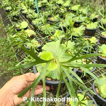 Платицериум P.KITCHAKOOD THIN