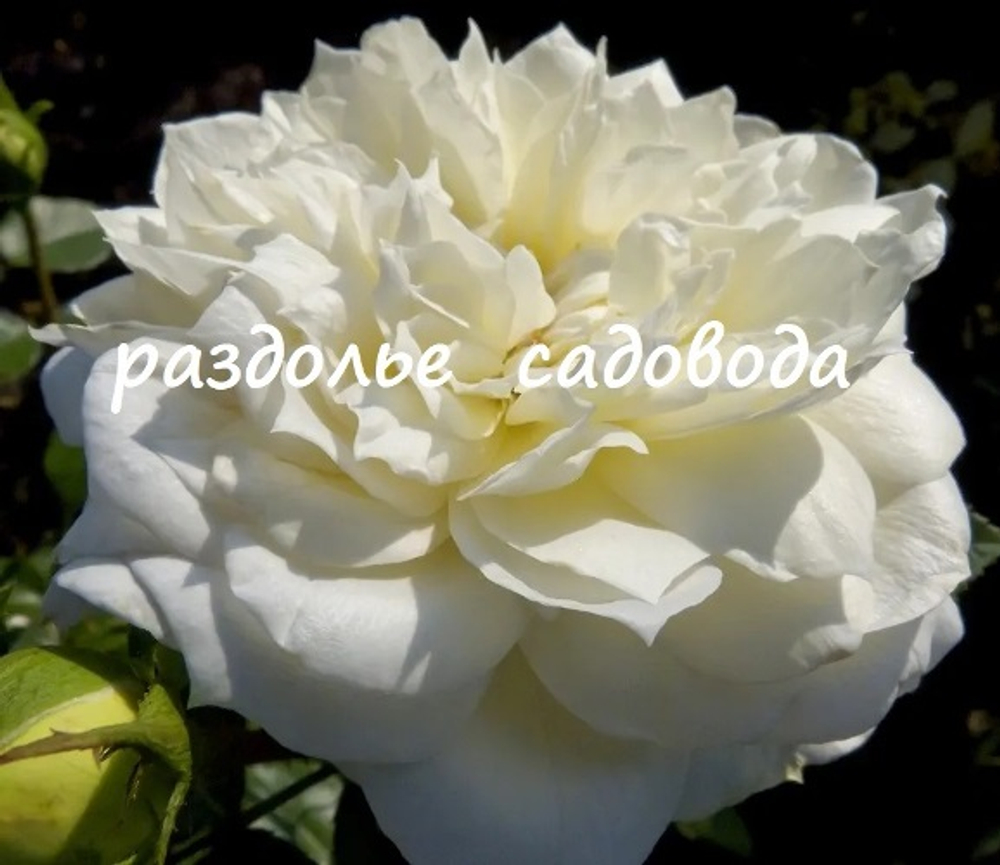 Роза флорибунда Чайковский (горшок 5л)