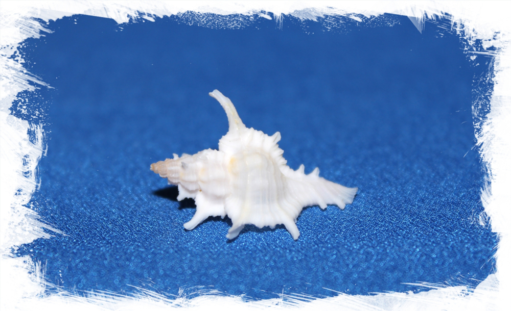 Мурекс Аксикорнис белый