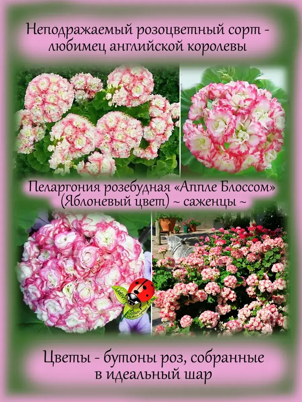 Пеларгония Эпл Блоссом Яблоневый цвет