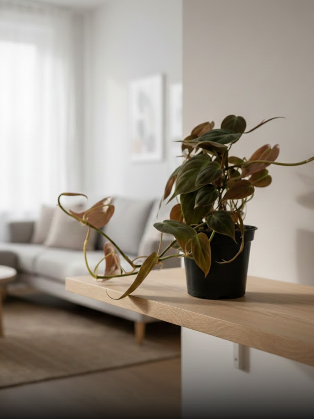 Филодендрон Миканс д. 12