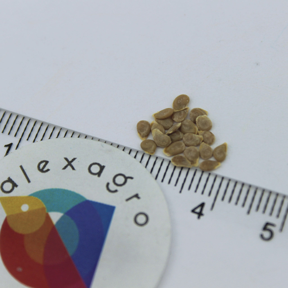 ГС 12 F1 семена томата детерминантного (Syngenta) отзывы – фото 6