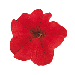 Петуния грандифлора Фалкон Ред (100др) Витагрин Профи