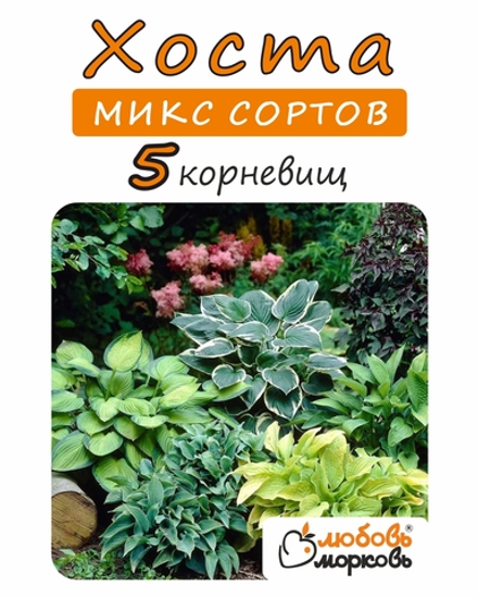 Хоста Корневище, Микс сортов, 5шт.