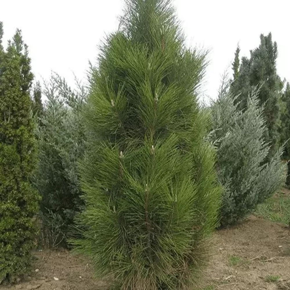 Сосна черная Фастигиата 225-250 см