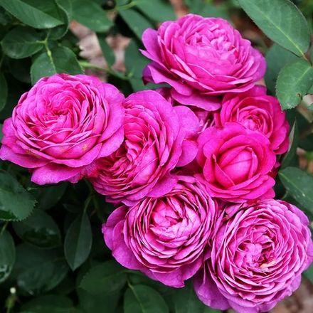 Хайди Клум (Heidi Klum Rose)