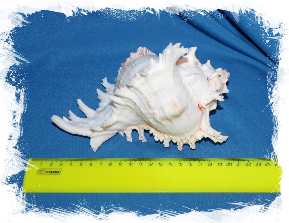 Чикореус Рамосус размер