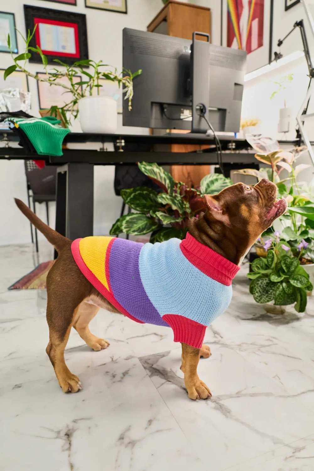 Для собачки