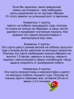 Клематис Душа Польши Полиш Спирит
