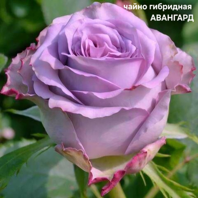 Саженцы роз чайно гибридная АВАНГАРД