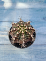 Gymnocalycium T-Rex Pink hybrid (Гимнокалициум)