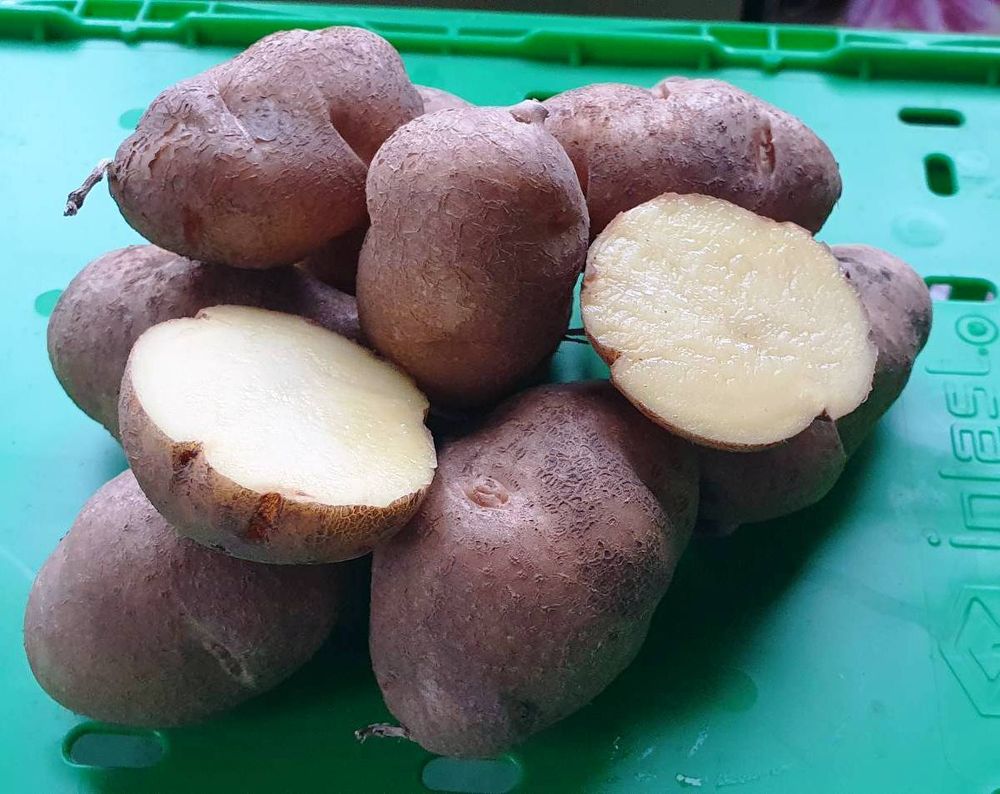 Картофель семенной дикий Озетт, Ozette potato wild, комплект из 10 клубней