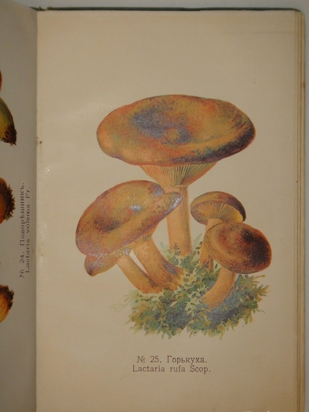 "Спутник любителя собирать грибы. Описания важнейших съедобных грибов, растущих в России". 1911г.