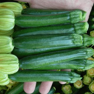 Цукини Сальвадор F1 100 (грамм)