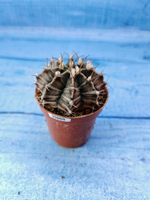 Gymnocalycium Friedrichii (Гимнокалициум)