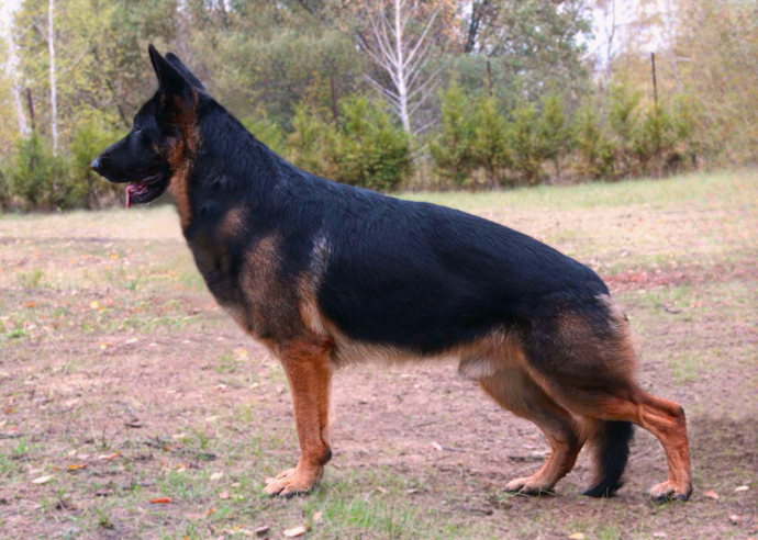 Отец: Туадаш АЛМАЗ