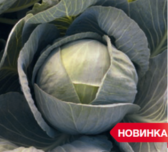 Лексикон F1 семена капусты белокочанной (Syngenta / Сингента)