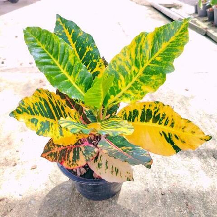 Кротон TRI CHUMON