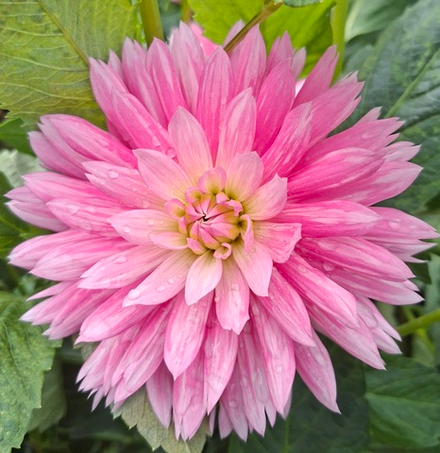 Георгин Гай Принцесс (Gay Princess)