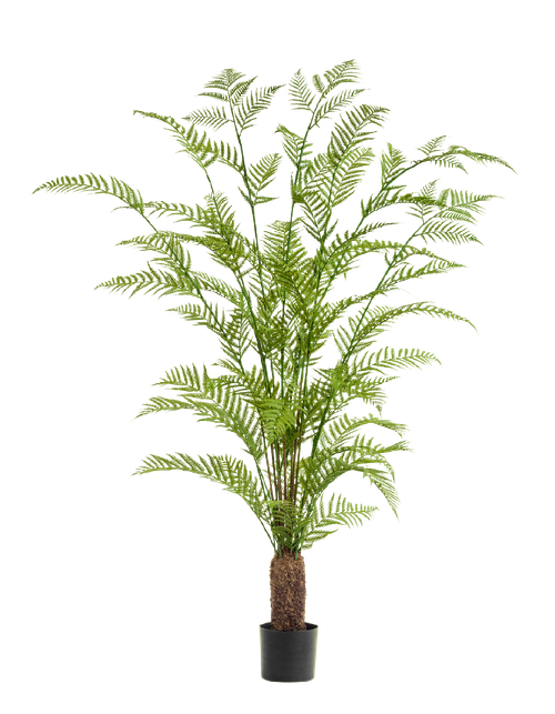 Папоротник Форест древовидный