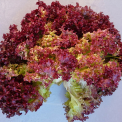 Редло семена салата лолло росса (Enza Zaden / Энза Заден)