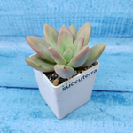 Graptoveria Rosie Crow (Граптоверия)