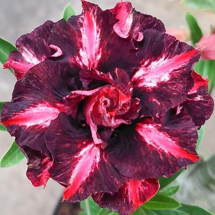 Адениум обесум 371