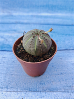 Euphorbia Obesa (Эуфорбия)