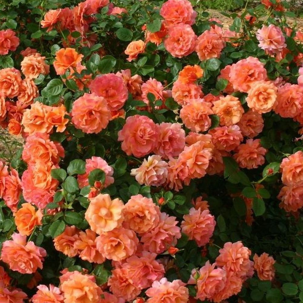 Вестерленд (Westerland)