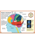 Как устроено тело человека. Красочный путеводитель по нашему организму