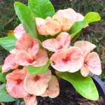 Эуфорбия Миля PON CHOKCHAI