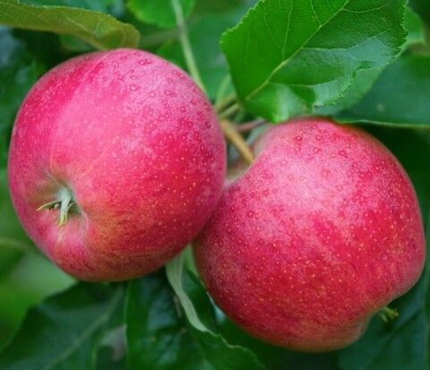 Яблоня Память Ульянищева