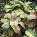 Кордилина RUNG PHET