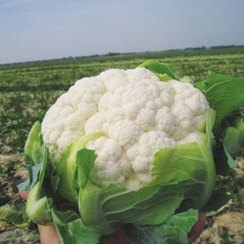 Флирт F1 семена капусты цветной (Clause / Клос)