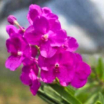 Ванда V ADISAK PINK