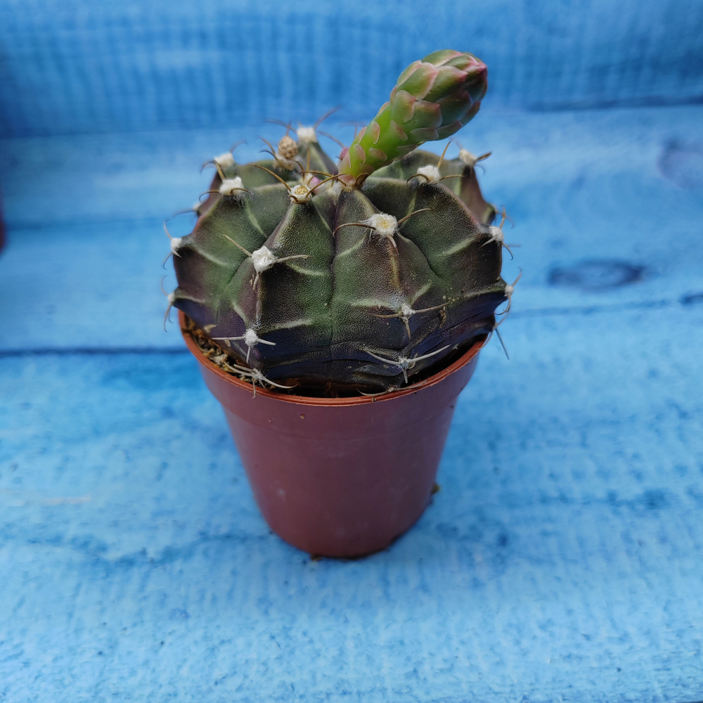 Gymnocalycium Friedrichii (Гимнокалициум)