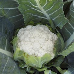 БЕРИНГ F1 семена капусты цветной (Syngenta | Alexagro)