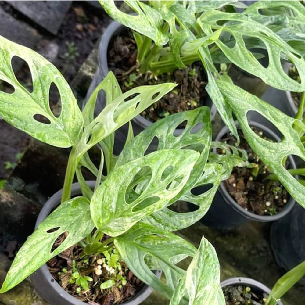 Монстера ADANSONII INDONESIA VAR