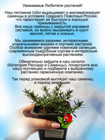 Флокс шиловидный Карликовый ковер розово-пурпурный