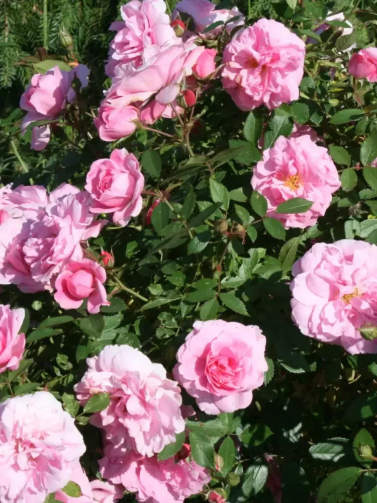 Роза канадская Мартин Фробишер С4 Закупка М43 июнь 2026