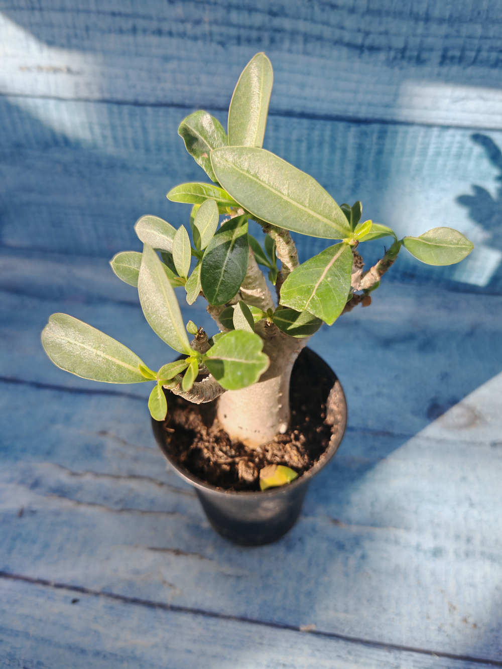 Adenium Baobab (Адениум)