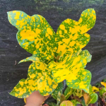 Кротон YELLOW SPOT