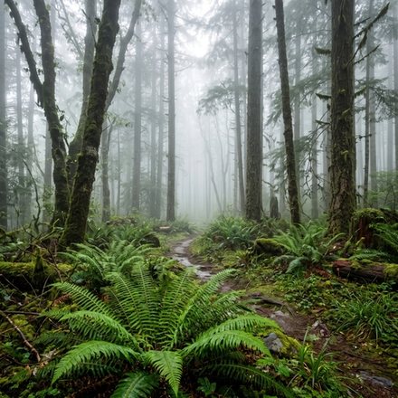 Отдушка CS - Туман и Папоротник (Fog and Fern)