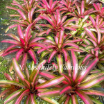 Неорегелия ABSOLUTELY FABULOUS