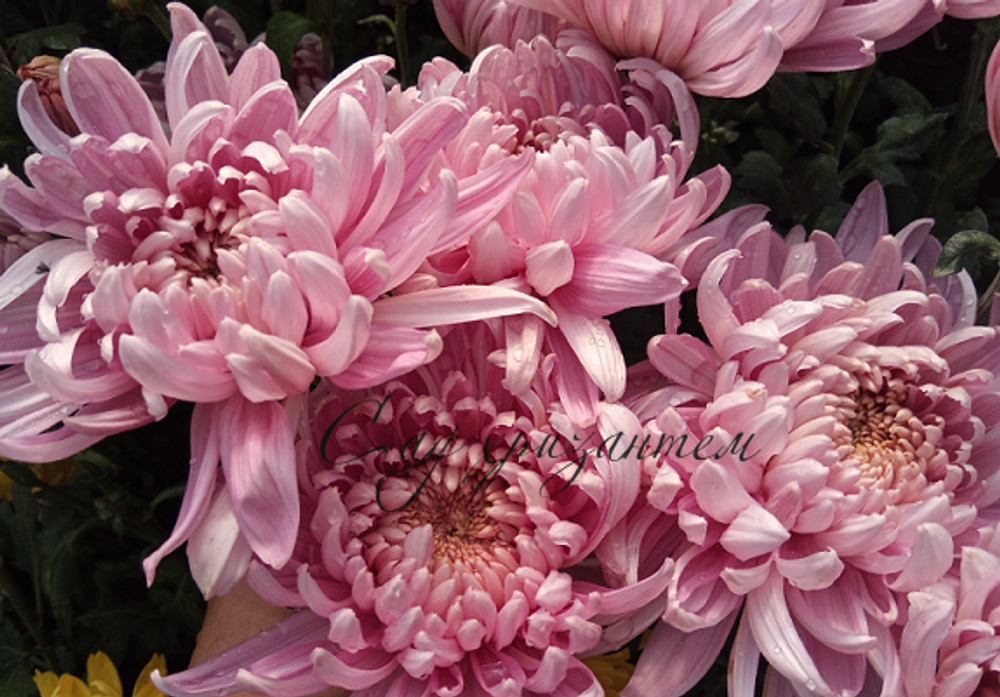 Одноголовая хризантема Allouise pink ☘ о.2   (отгрузка Август)