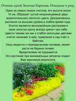 Седум едкий Золотая Королева очиток почвопокровный